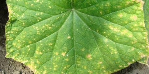 Hloroza krastavca u stakleniku: kako liječiti, fotografija